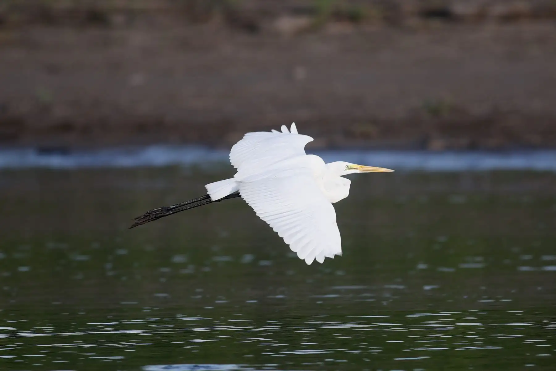 La garza blanca, una de las aves más representativas de la fauna en la Reserva Nacional de Pacaya Samiria, ubicada de Loreto. Foto: ANDINA/Daniel Bracamonte