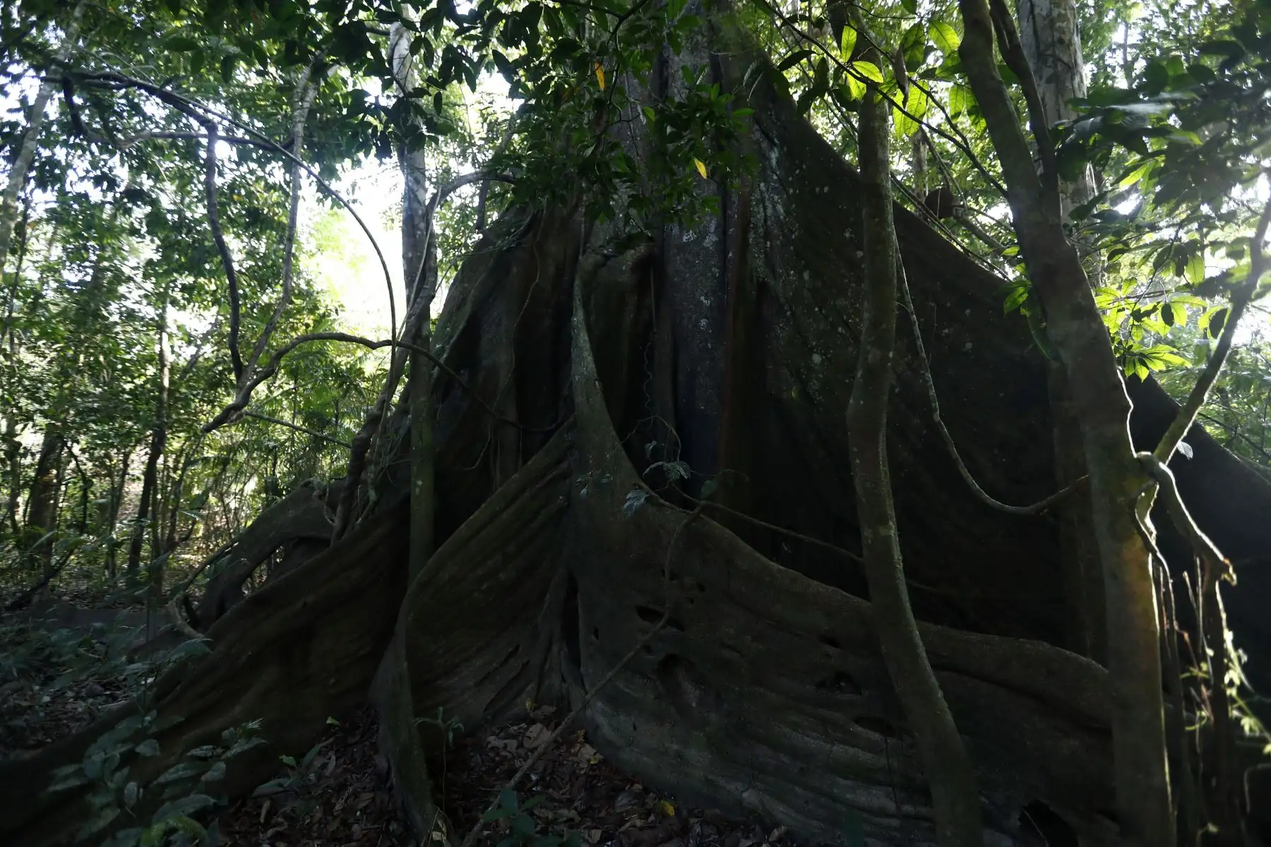 La Reserva Nacional Pacaya Samiria, ubicada en Loreto, posee extensas áreas verdes, caracterizadas por su gran variedad de árboles y arbustos. Foto: ANDINA/Daniel Bracamonte