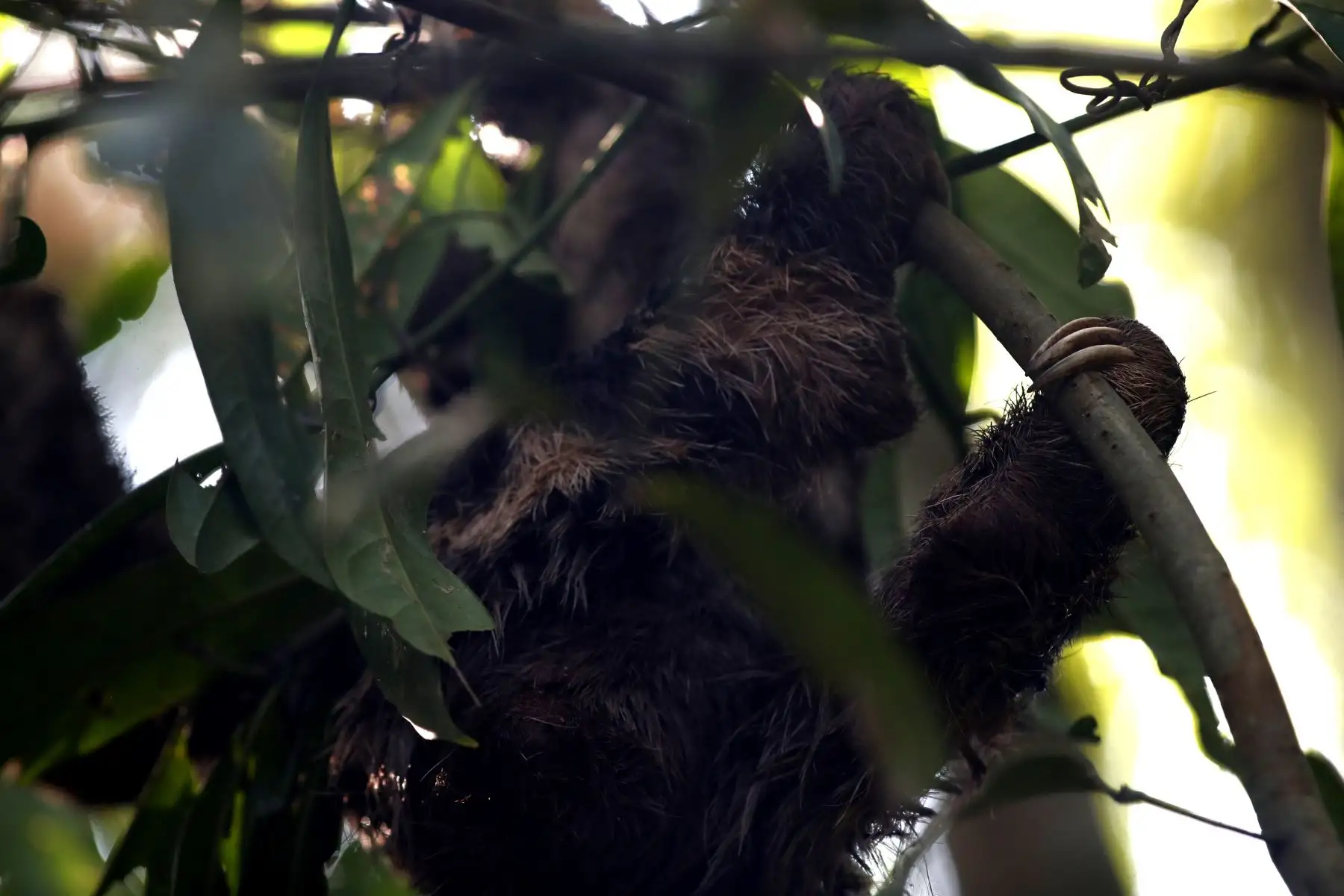 El oso perezoso, uno de los mamíferos más representativos de la fauna en la Reserva Nacional de Pacaya Samiria, ubicada de Loreto. Foto: ANDINA/Daniel Bracamonte