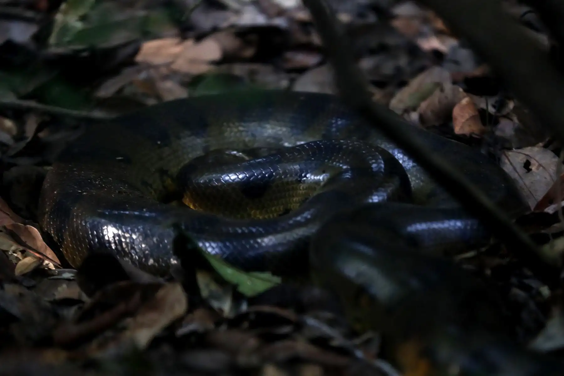 La anaconda, uno de los reptiles más representativos de la fauna en la Reserva Nacional de Pacaya Samiria, ubicada de Loreto. Foto: ANDINA/Daniel Bracamonte