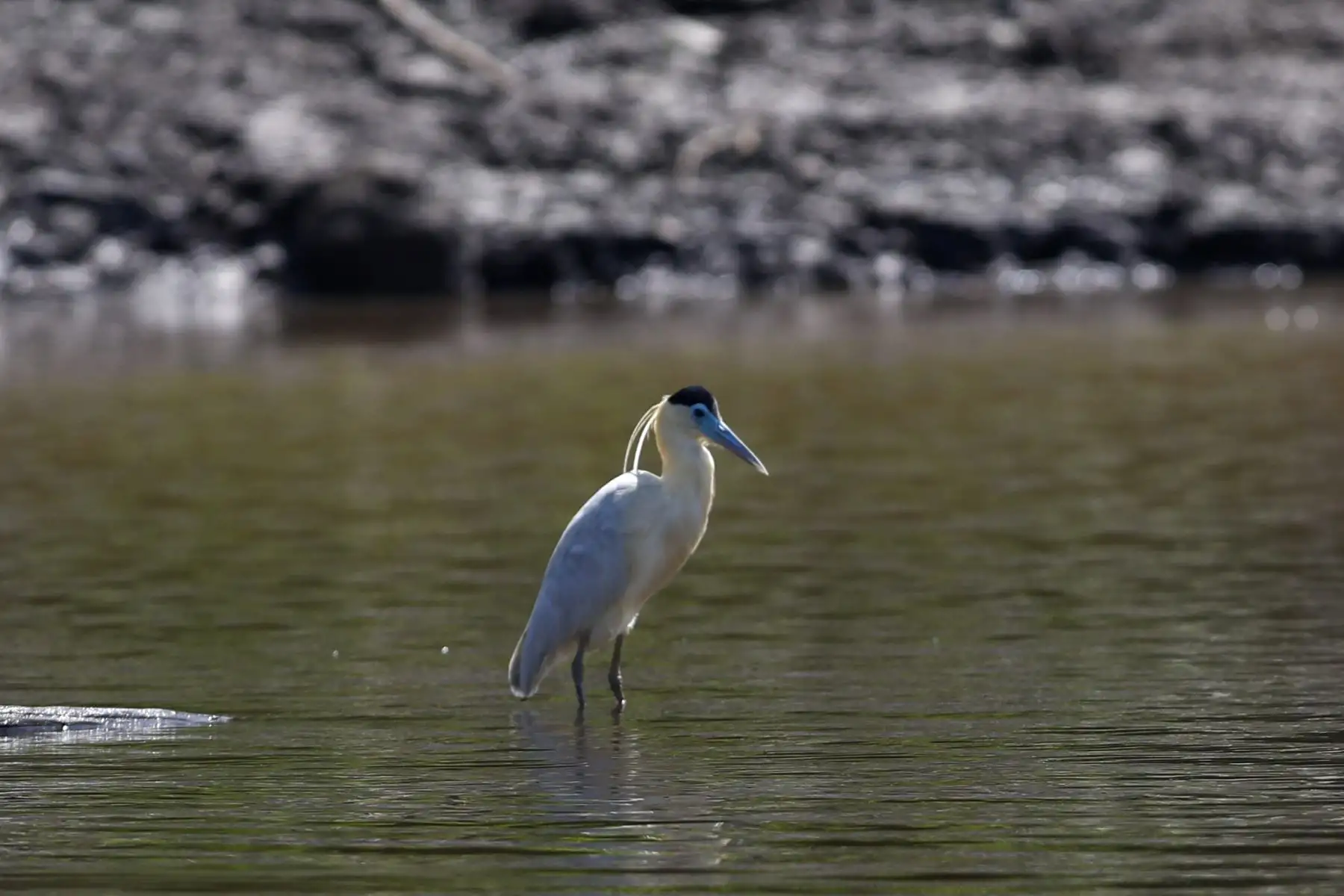 La garza real, una de las aves más representativas de la fauna en la Reserva Nacional de Pacaya Samiria, ubicada de Loreto. Foto: ANDINA/Daniel Bracamonte