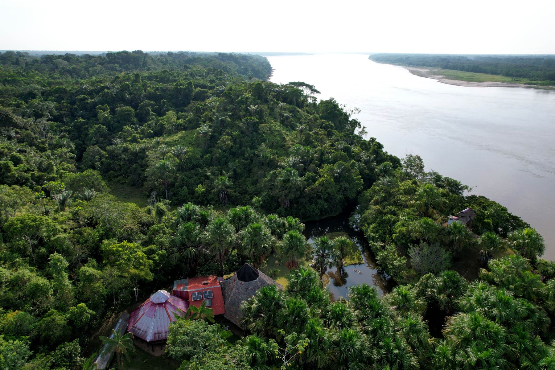 El aguaje se ha convertido en la clave para luchar contra la deforestación en la Reserva Nacional Pacaya Samiria, ubicada en Loreto. ANDINA/Daniel Bracamonte