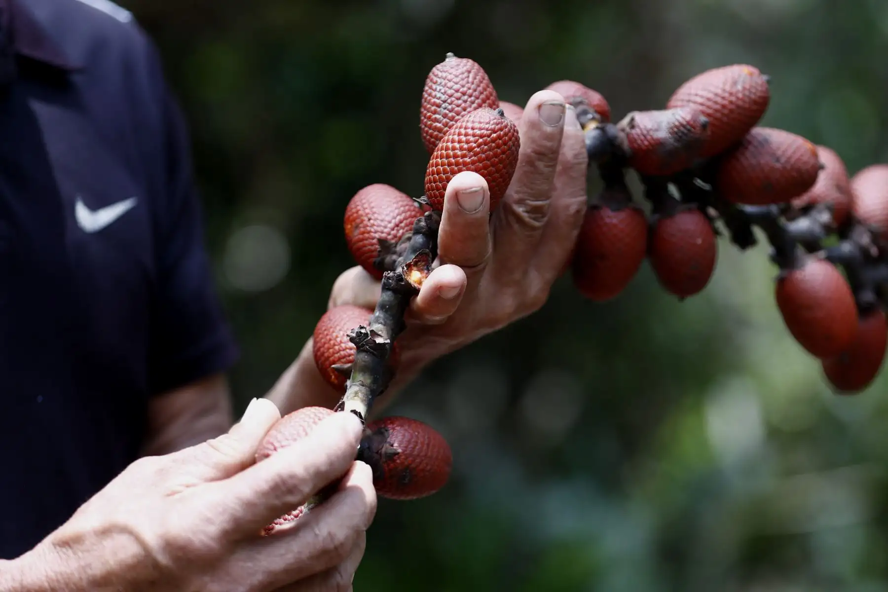 Los habitantes de la comunidad nativa "20 de enero", ubicada en la Reserva Nacional Pacaya Samiria en Loreto, ahora extraen el fruto del aguaje de manera ecosostenible con el apoyo del Grupo AJE. Foto: ANDINA/Daniel Bracamonte