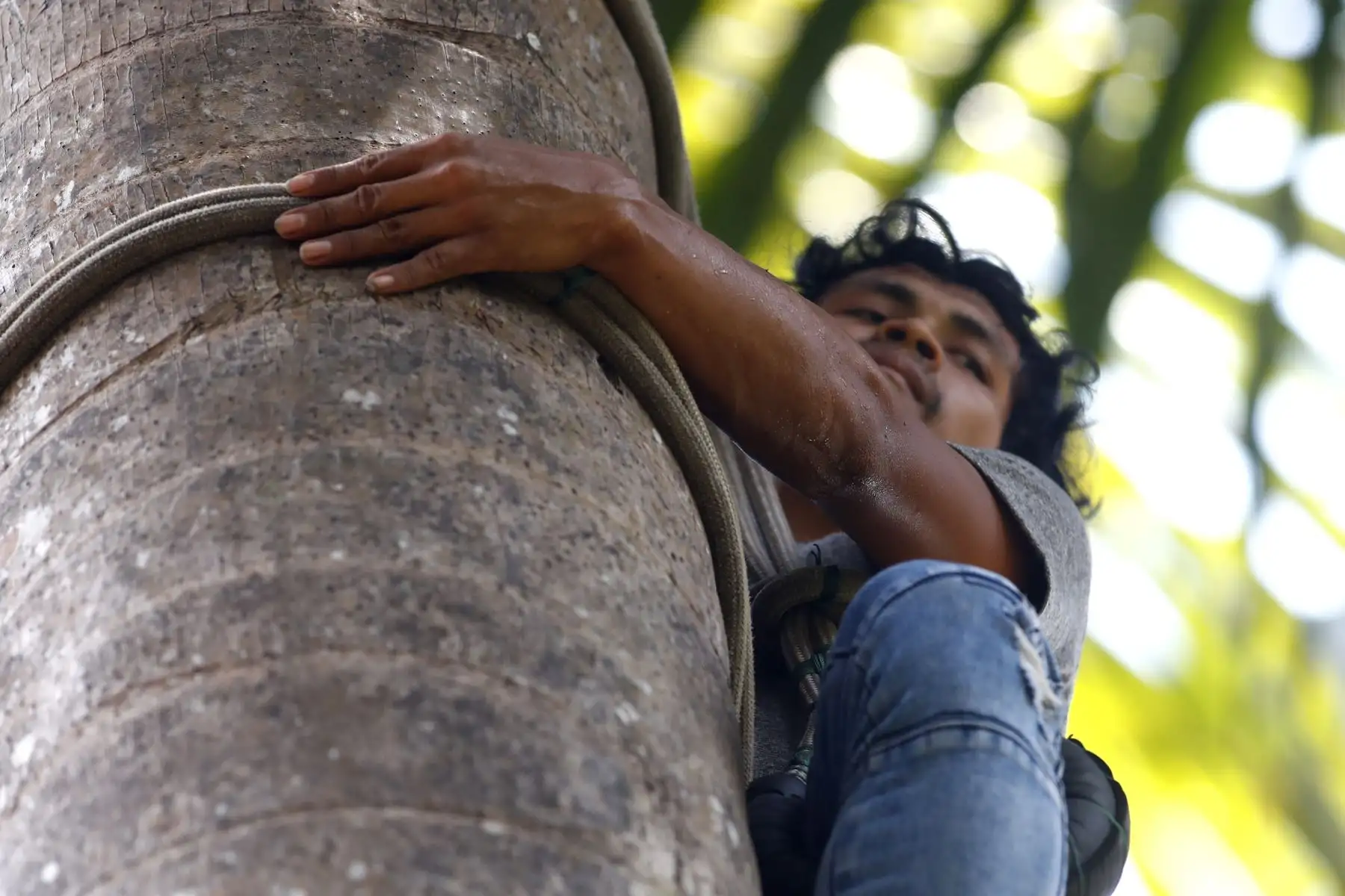 Los habitantes de la comunidad nativa "20 de enero", ubicada en la Reserva Nacional Pacaya Samiria en Loreto, ahora extraen el fruto del aguaje de manera ecosostenible con el apoyo del Grupo AJE. Foto: ANDINA/Daniel Bracamonte