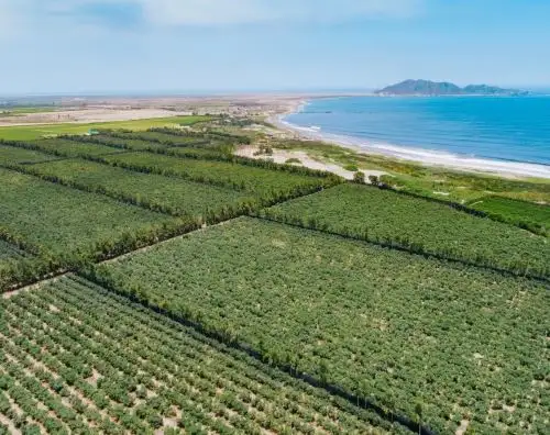 Las altas temperaturas que se registran en la Costa han afectado la producción de arándano, palta, mango y otros cultivos de exportación que se siembran en La Libertad. ANDINA/Difusión