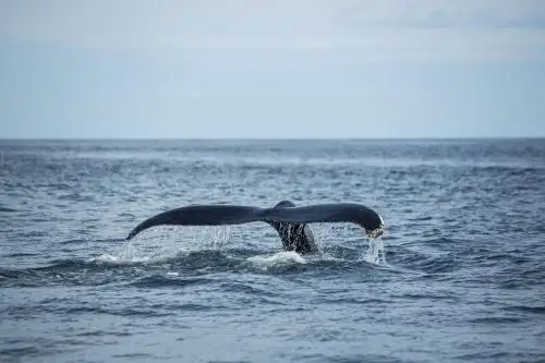 Avistamiento de ballenas en el norte del Perú. Cortesía