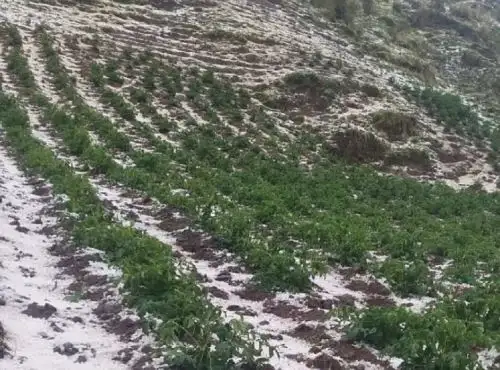 Una fuerte granizada afectó más de 10 hectáreas de papa y hortalizas en distrito de Yarusycán, ubicado en la provincia y región Pasco. ANDINA/Difusión