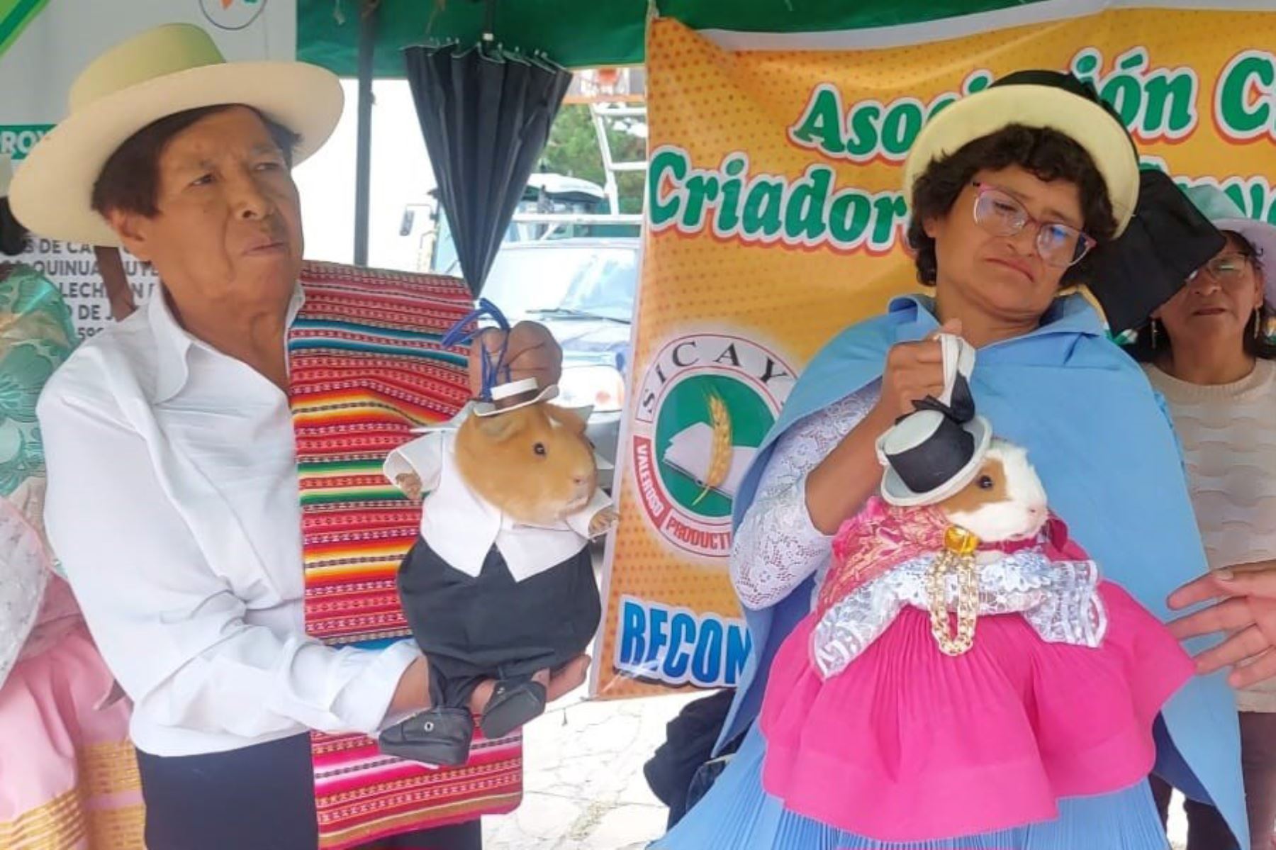 El segundo viernes de octubre de cada año se celebra el Día Nacional del Cuy. Foto: ANDINA/Cortesía Pedro Tinoco