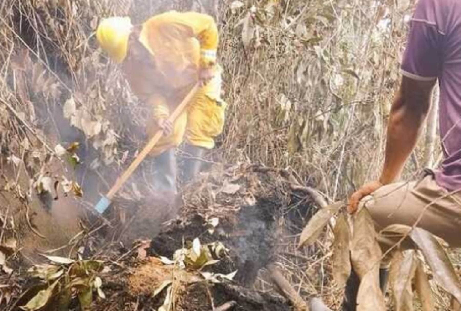 Guardaparques bomberos forestales del Servicio Nacional de Áreas Naturales Protegidas por el Estado (Sernanp), organismo adscrito al Ministerio del Ambiente, atienden incendio forestal registrado en el ámbito de la comunidad nativa Kichwa de Callanayacu, en el distrito de Chazuta, departamento de San Martín.
