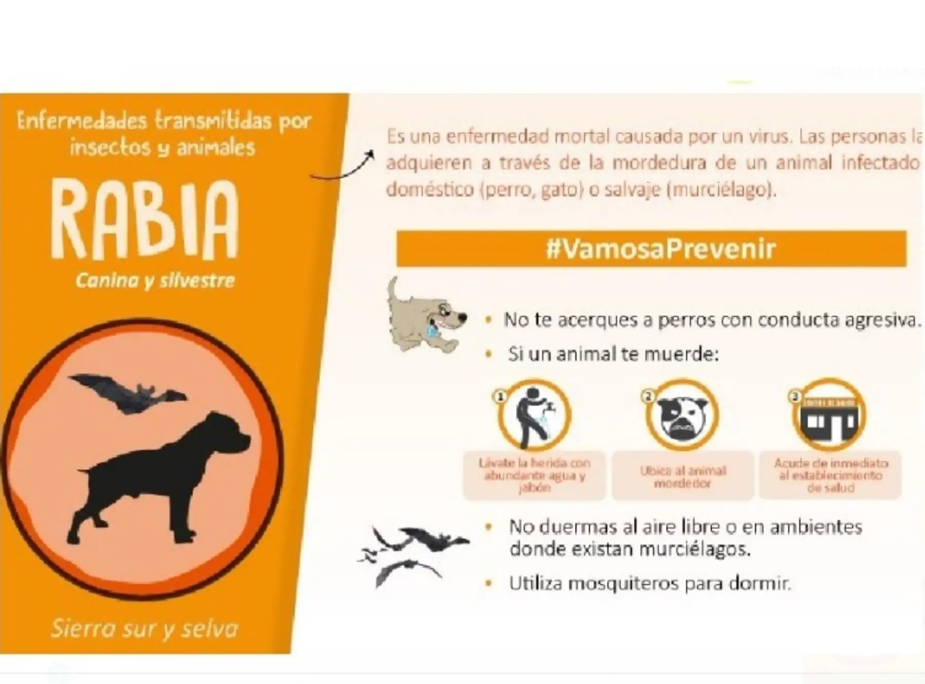 ¿Cómo podemos prevenir la rabia?