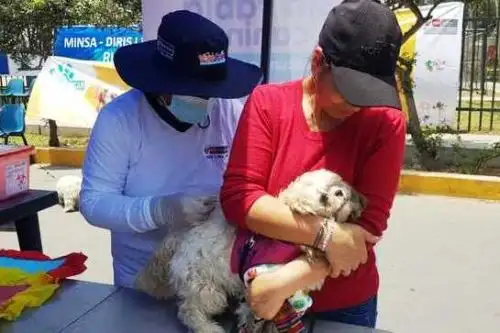 Diris Lima este: más de 137,000 perros fueron vacunados contra la rabia. Foto: ANDINA/Difusión.