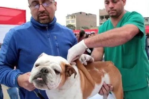 La vacunación oportuna de perros es una forma de prevenir este tipo de casos lamentables. Foto: ANDINA/archivo.