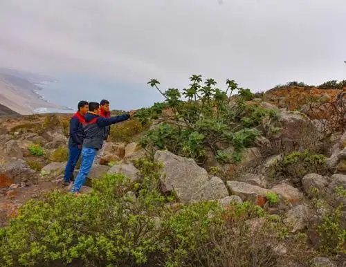 La Gerencia de Recursos Naturales de Tacna impulsa la creación de segunda área de conservación regional que comprende zonas de lomas y desierto costeros de dicha región. ANDINA/Difusión
