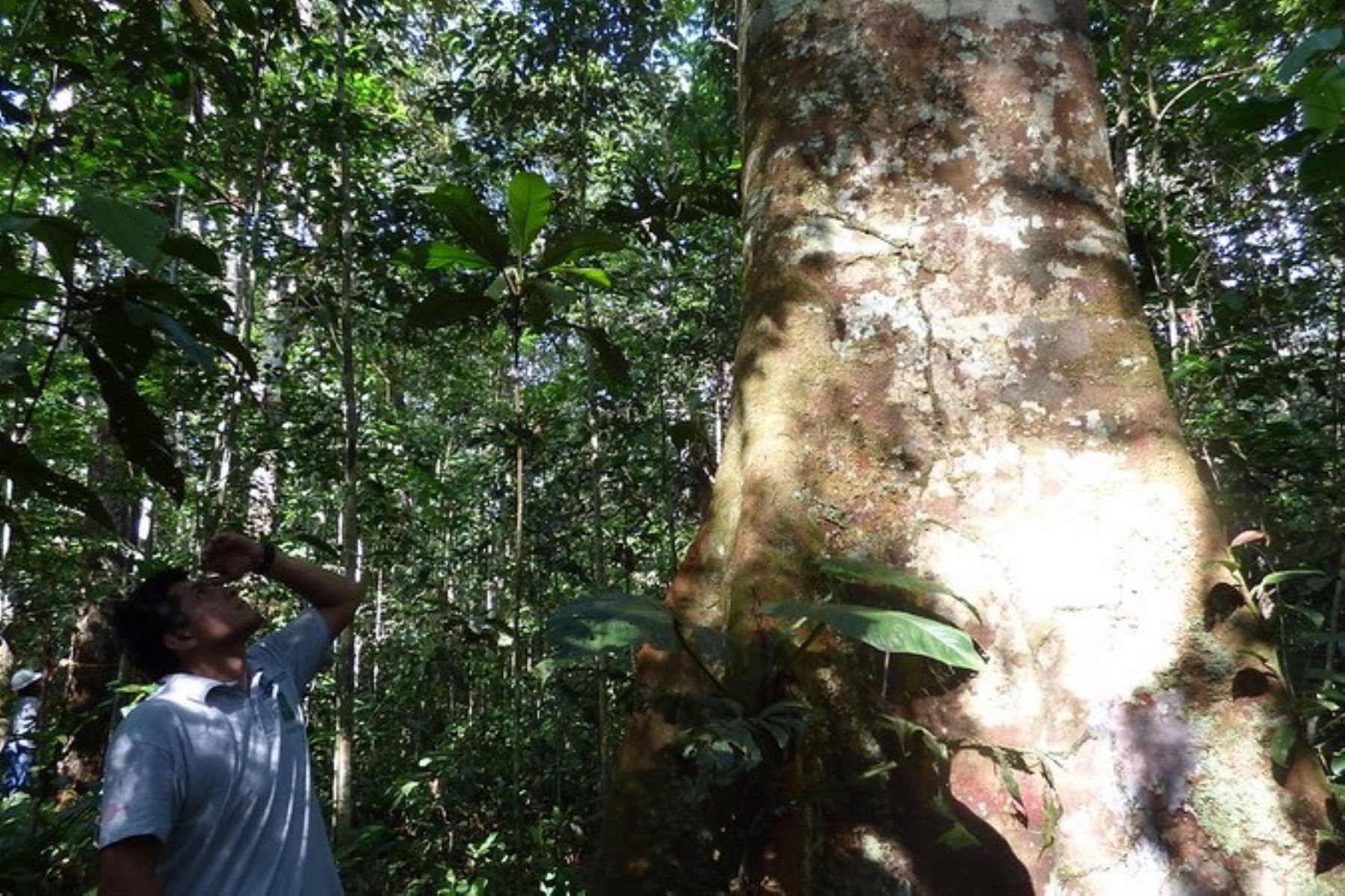 Tala y comercio ilegal de madera se redujo en 2019, de acuerdo con estudio del Osinfor.