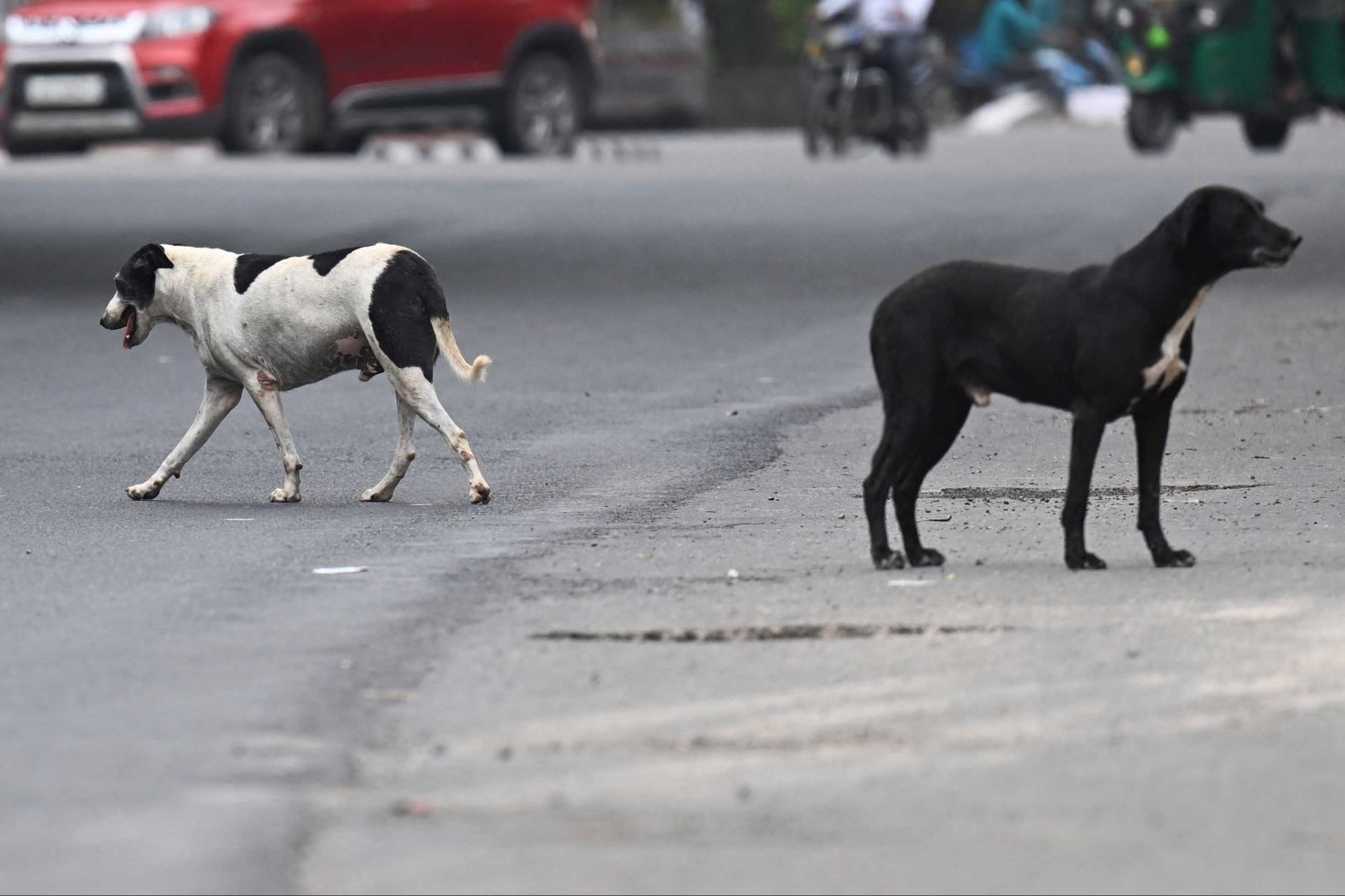 La presencia de un gran número de perros callejeros es el principal problema que afronta Arequipa para prevenir casos de rabia. AFP