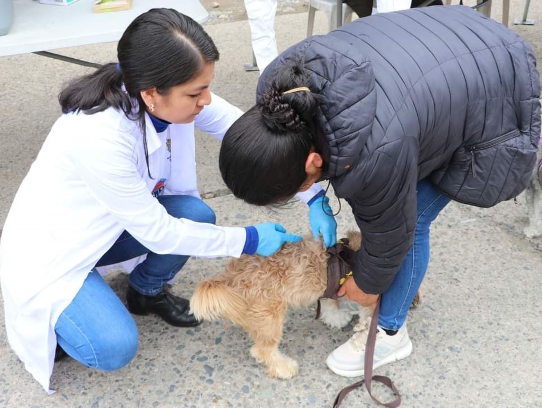 Fiscalía de Áncash insta a municipios de Huaraz e Independencia a cumplir con el control sanitario de canes para evitar casos de rabia en humanos. Foto: ANDINA/difusión.