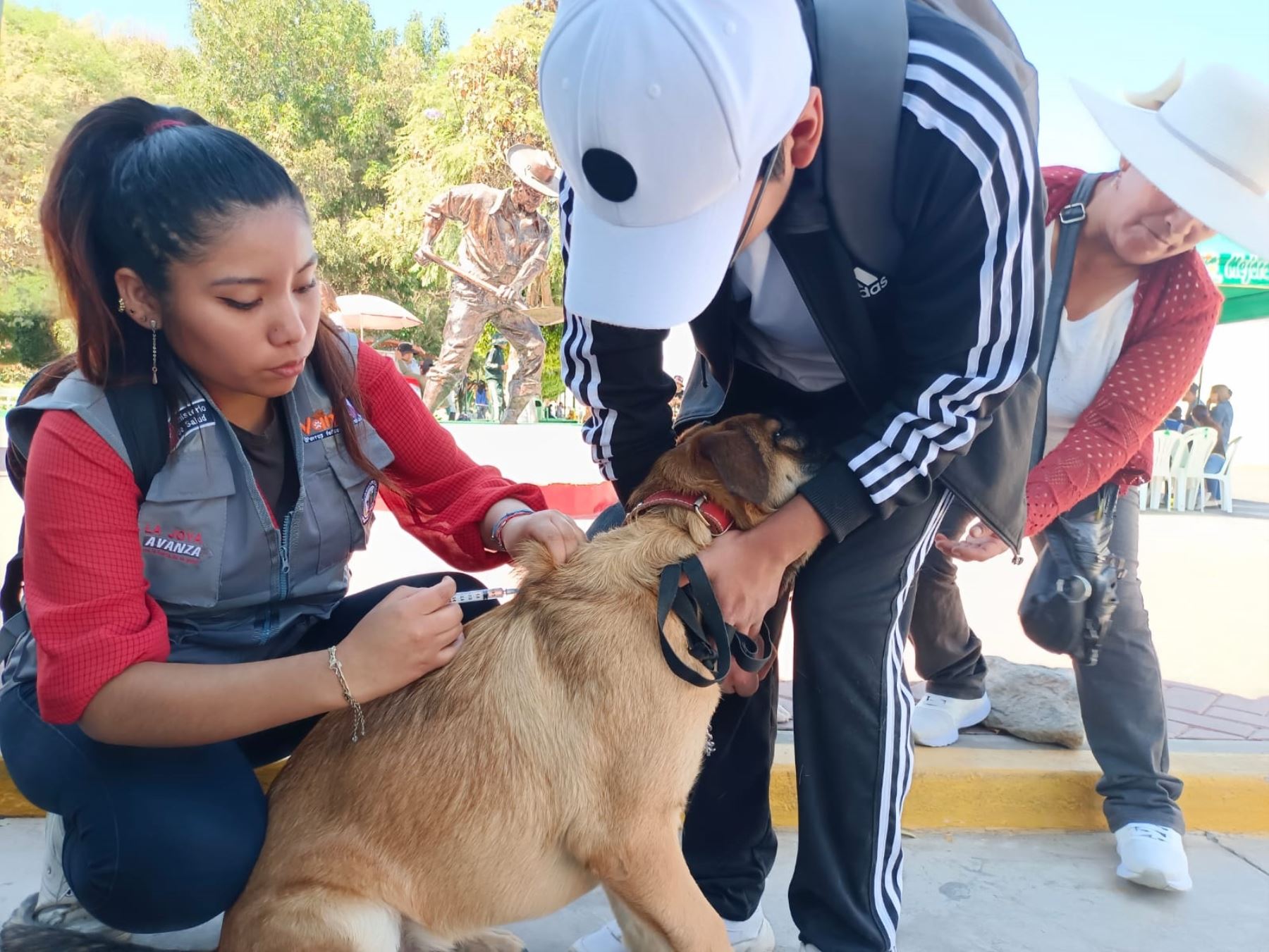 Cerca de 6.000 casos de mordeduras de perros en Arequipa en lo que va del año. Foto: ANDINA/difusión.