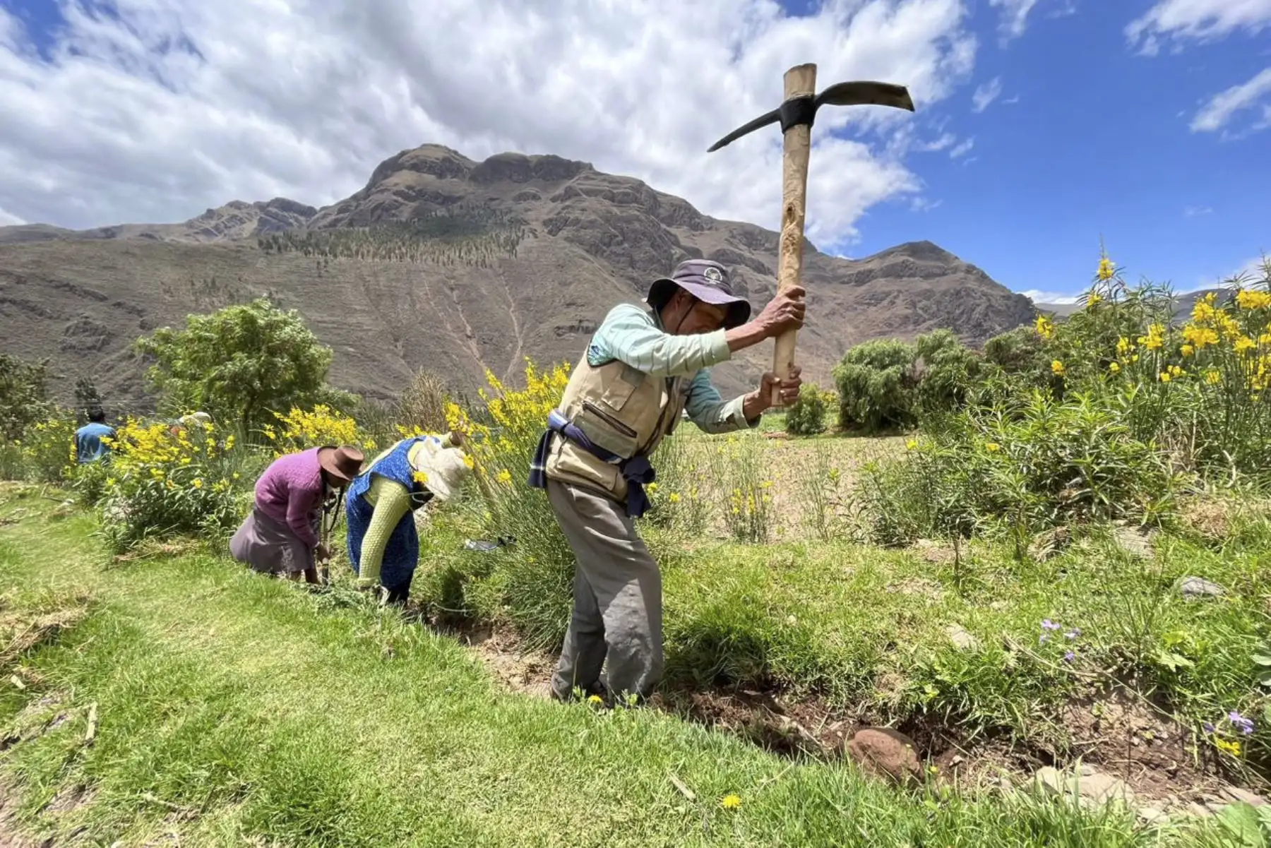 La limpieza de drenes, mediante núcleos ejecutores, forma parte del plan Con Punche Perú Agro. Foto: ANDINA/Difusión