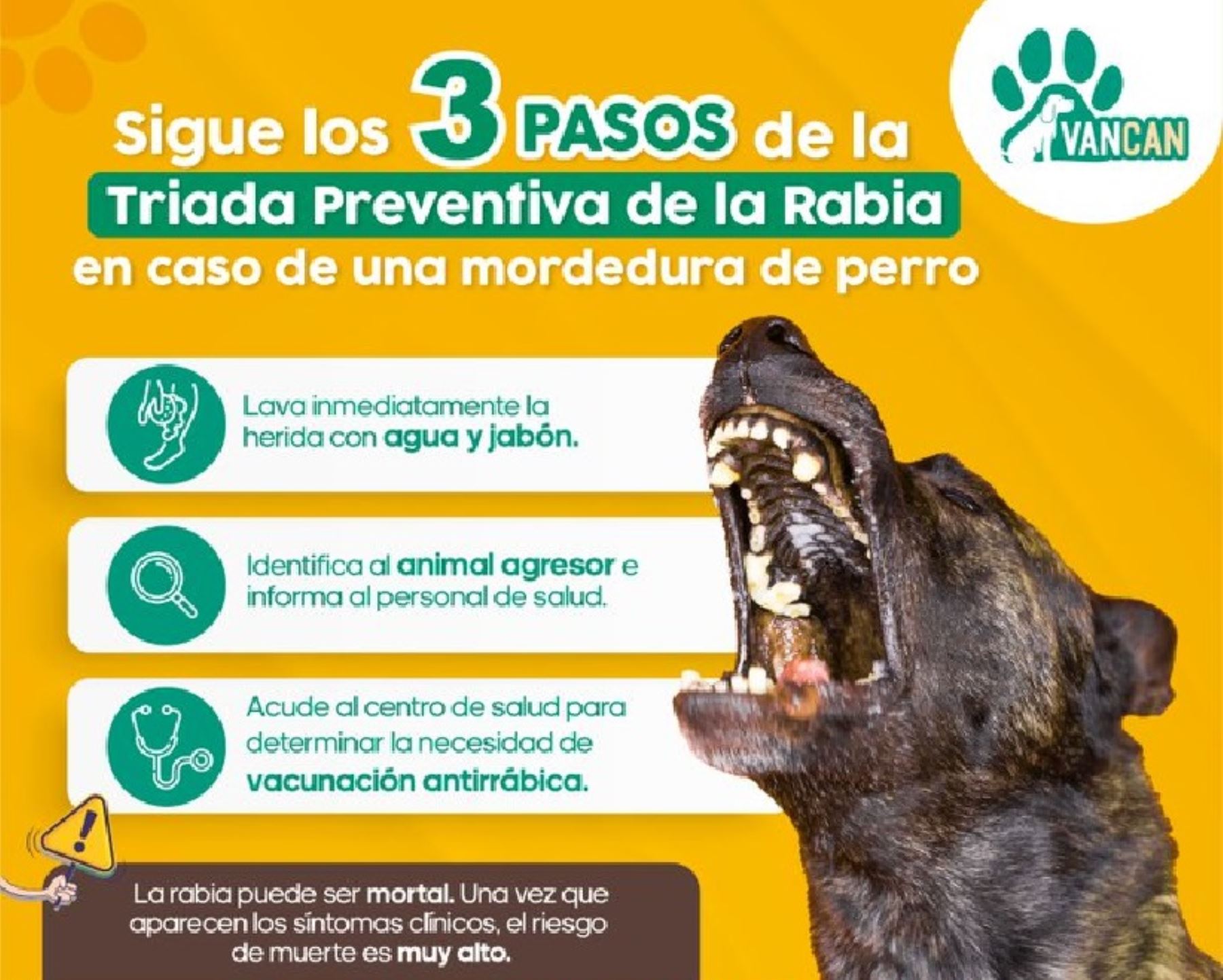 Ministerio de Salud recomienda, en caso de ser mordido por un perro, acudir lo más pronto posible a un establecimiento de salud para recibir el tratamiento adecuado.