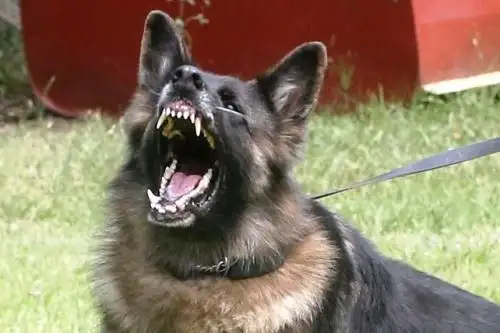 La rabia es una enfermedad viral que se transmite a través de la mordedura, rasguño o saliva de animales, comúnmente de los perros, y que de no ser tratada a tiempo puede causar la muerte. Foto: ANDINA/Archivo.