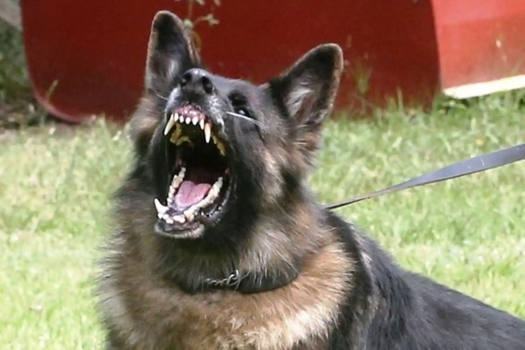 La rabia es una enfermedad viral que se transmite a través de la mordedura, rasguño o saliva de animales, comúnmente de los perros, y que de no ser tratada a tiempo puede causar la muerte. Foto: ANDINA/Archivo.