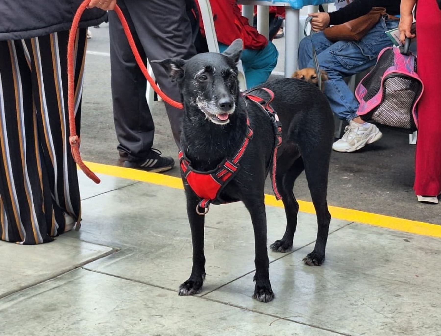 En La Libertad hacen llamado a la ciudadanía para que  sus mascotas reciban la vacuna contra la rabia y así evitar la propagación de esta enfermedad. Foto: Luis Puell