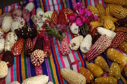 Iniciativa multisectorial fortalece la conservación de la agrobiodiversidad y recupera 200 productos nativos.