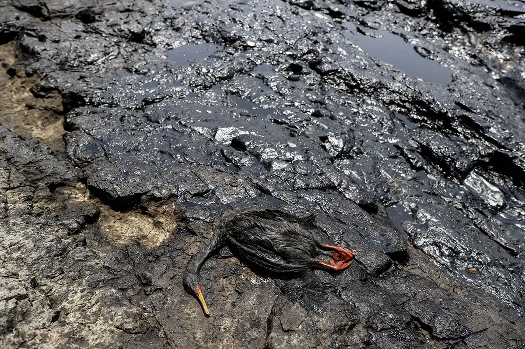 Callao - 19 enero 2022 / Un derrame de petróleo producido por la refinería La Pampilla que es operada por Repsol, ha contaminado la playa Cavero de ventanilla y otras playas de la misma zona, dejando graves daños en el ecosistema y en la fauna silvestre. Diario Oficial El Peruano / Jhonel Rodríguez