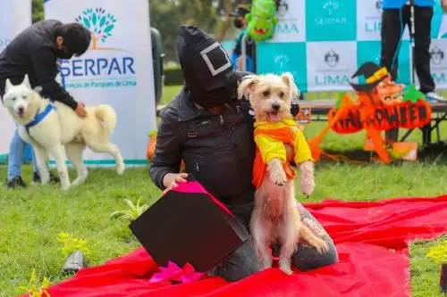 Eventos de rompe y raja, concursos de disfraces y actividades de terror se vivirán en los clubes y parques metropolitanos administrados por el Servicio de Parques de Lima (Serpar) con motivo a celebrar el Día de la Canción Criolla y Halloween
Foto: Difusión