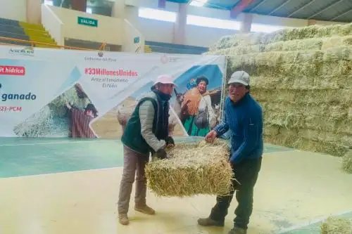 En total, se entregó 461.280 kg de heno de avena y 94.120 kg de afrecho a los pequeños productores criadores de camélidos sudamericanos, ovinos y vacunos del distrito y provincia de Caylloma. Foto: ANDINA/Agro Rural
