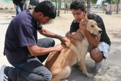 Como parte de la campaña de vacunación antirrábica canina “Van Can 2023” y bajo el lema "Por un Piura sin rabia canina ¡Vacuna a tu perro!", la Dirección Regional de Salud de Piura y el Ministerio de Salud vacunaron a más de 3,000 canes de los distritos de Piura, Castilla y Veintiséis de Octubre.