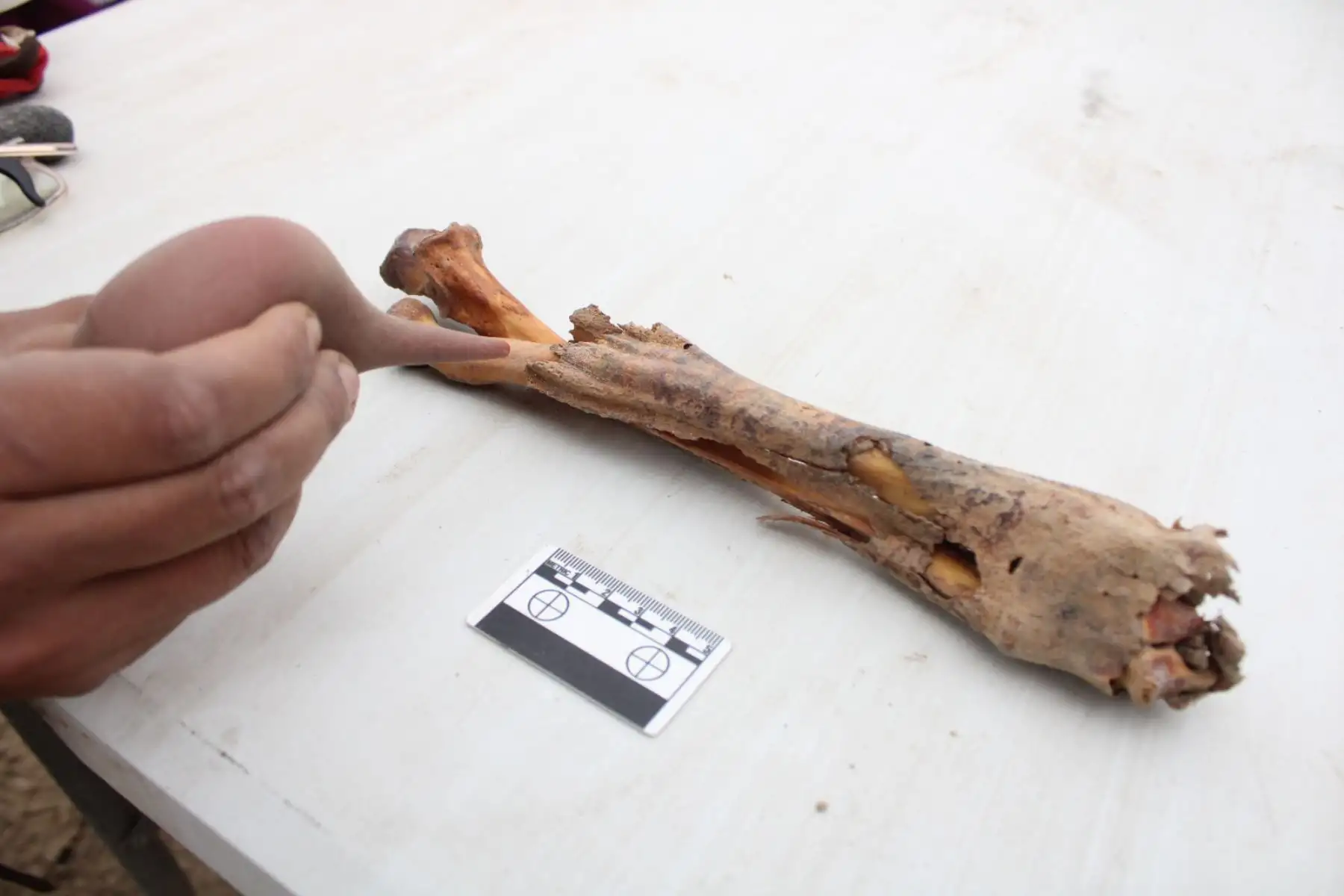 Cerro Colorado, Barranca: En una colaboración entre investigadores peruanos y polacos, se han encontrado 14 fardos funerarios en excavaciones en Cerro Colorado.
Foto: Difusión