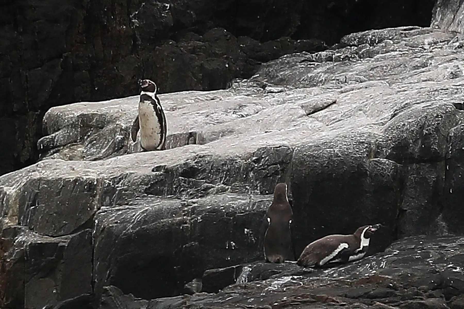 Reserva nacional de islas, islotes y punta guanera, se establece como área natural protegida en el 2009 y la isla Cavinzas e islotes palomino se pueden ver pinguinos, lobos marinos y aves guaneras.  
 Foto: ANDINA/Ricardo Cuba