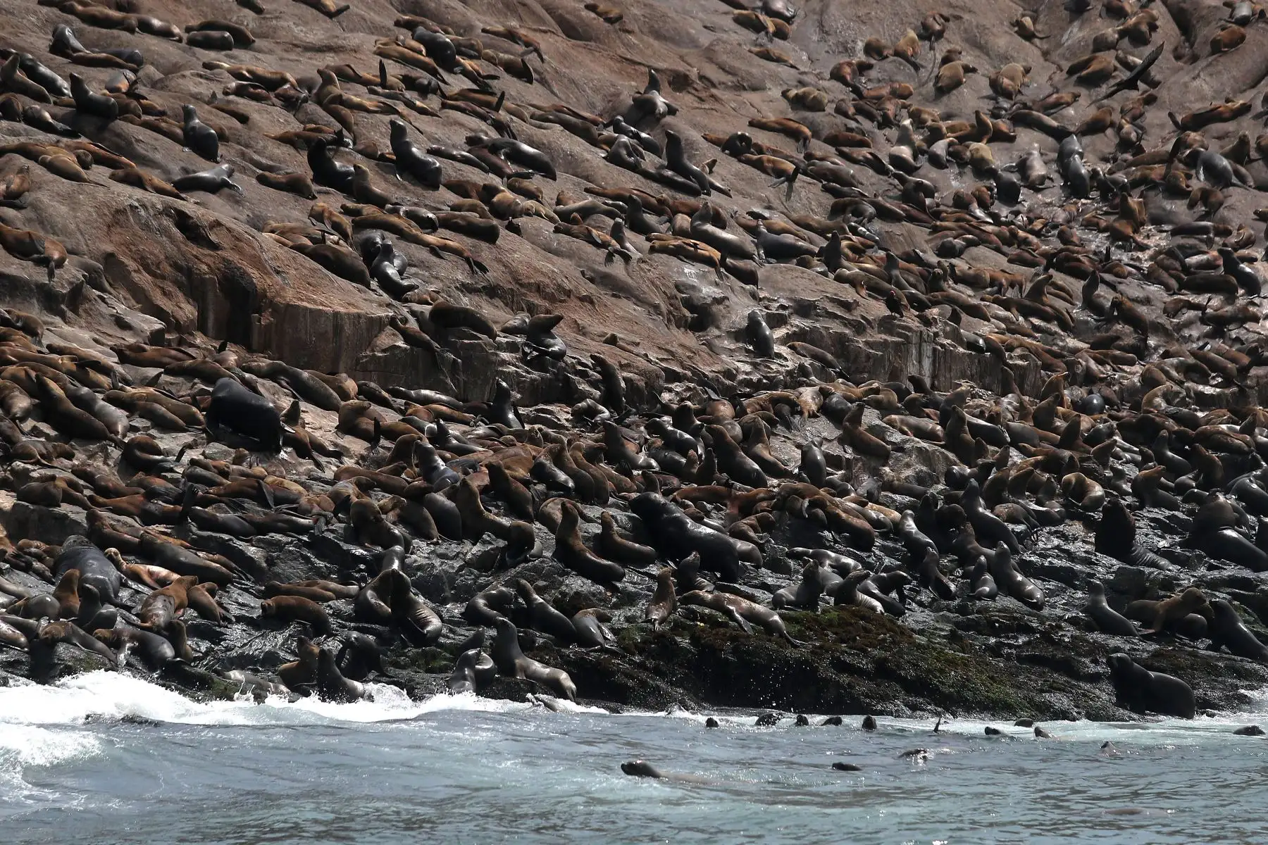 Reserva nacional de islas, islotes y punta guanera, se establece como área natural protegida en el 2009 y la isla Cavinzas e islotes palomino se pueden ver pinguinos, lobos marinos y aves guaneras.  
 Foto: ANDINA/Ricardo Cuba