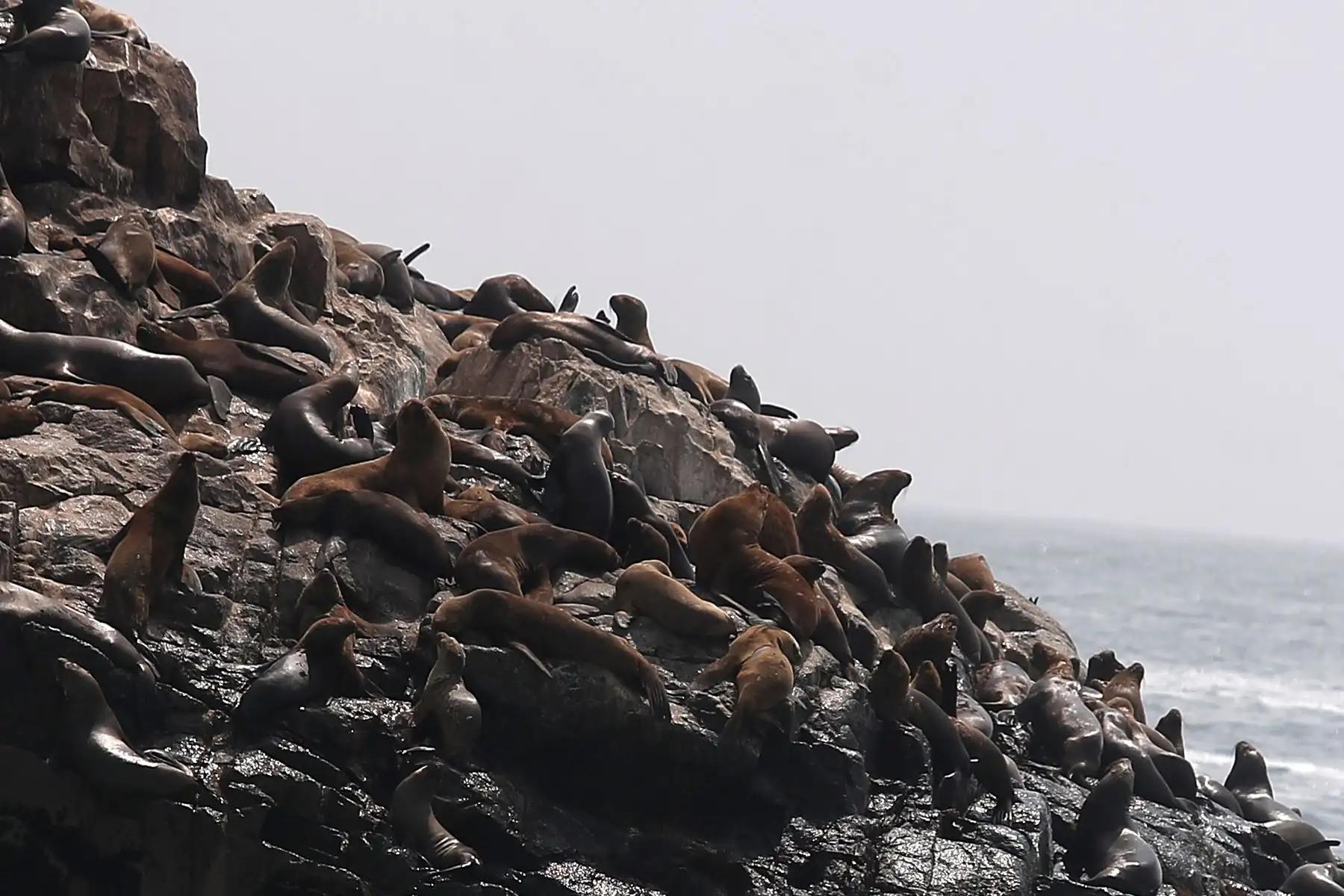 Reserva nacional de islas, islotes y punta guanera, se establece como área natural protegida en el 2009 y la isla Cavinzas e islotes palomino se pueden ver pinguinos, lobos marinos y aves guaneras.  
 Foto: ANDINA/Ricardo Cuba