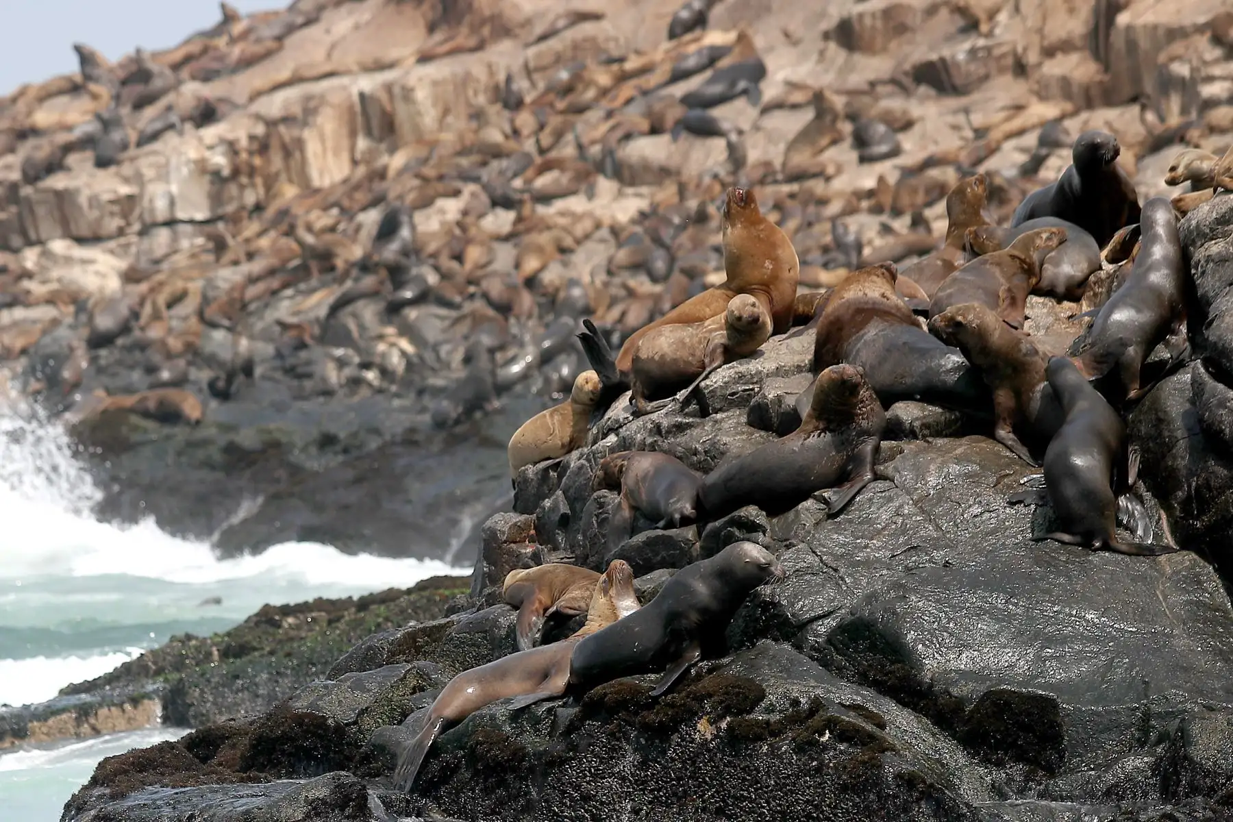 Reserva nacional de islas, islotes y punta guanera, se establece como área natural protegida en el 2009 y la isla Cavinzas e islotes palomino se pueden ver pinguinos, lobos marinos y aves guaneras.  
 Foto: ANDINA/Ricardo Cuba