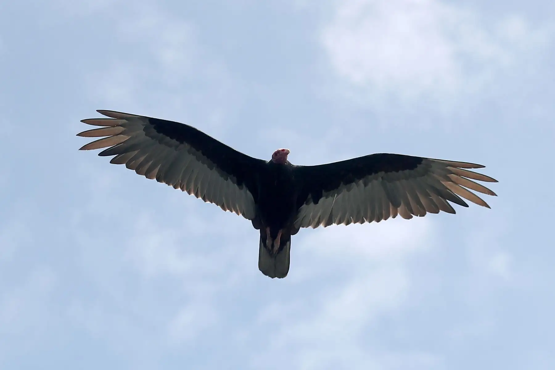 Reserva nacional de islas, islotes y punta guanera, se establece como área natural protegida en el 2009 y la isla Cavinzas e islotes palomino se pueden ver pinguinos, lobos marinos y aves guaneras.  
 Foto: ANDINA/Ricardo Cuba