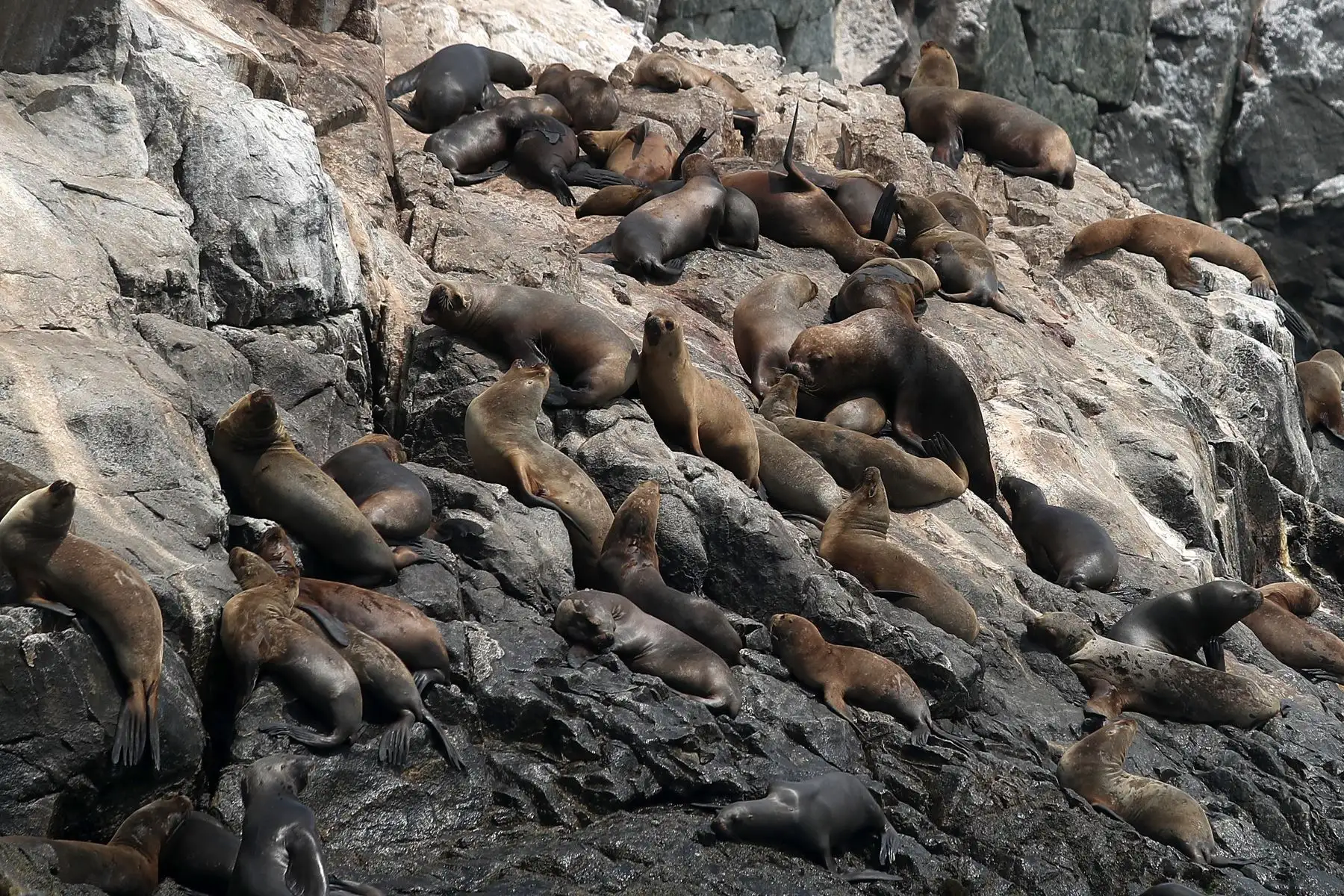 Reserva nacional de islas, islotes y punta guanera, se establece como área natural protegida en el 2009 y la isla Cavinzas e islotes palomino se pueden ver pinguinos, lobos marinos y aves guaneras.  
 Foto: ANDINA/Ricardo Cuba