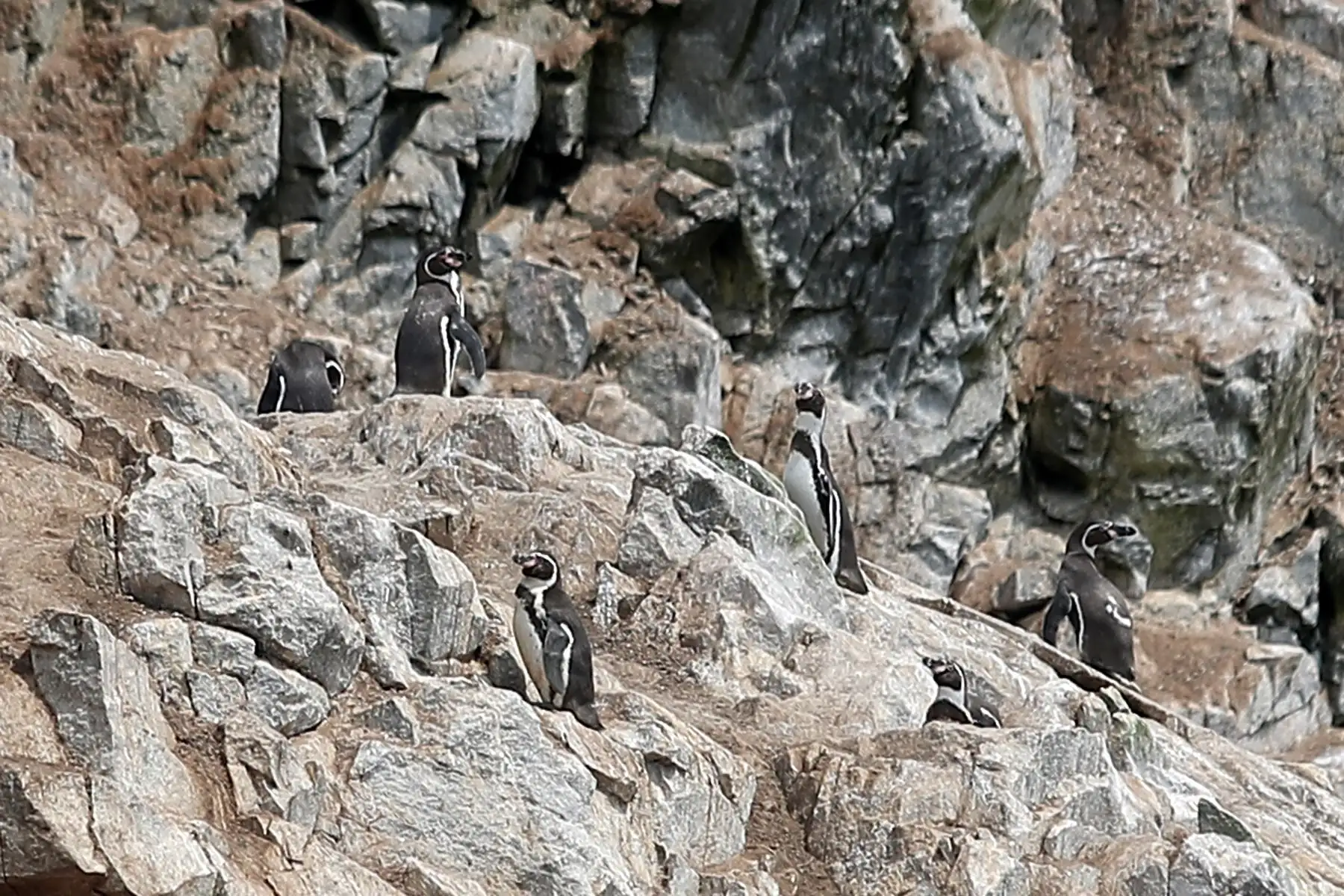 Reserva nacional de islas, islotes y punta guanera, se establece como área natural protegida en el 2009 y la isla Cavinzas e islotes palomino se pueden ver pinguinos, lobos marinos y aves guaneras.  
 Foto: ANDINA/Ricardo Cuba