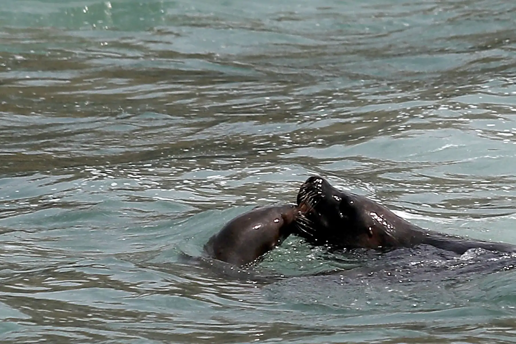 Reserva nacional de islas, islotes y punta guanera, se establece como área natural protegida en el 2009 y la isla Cavinzas e islotes palomino se pueden ver pinguinos, lobos marinos y aves guaneras.  
 Foto: ANDINA/Ricardo Cuba