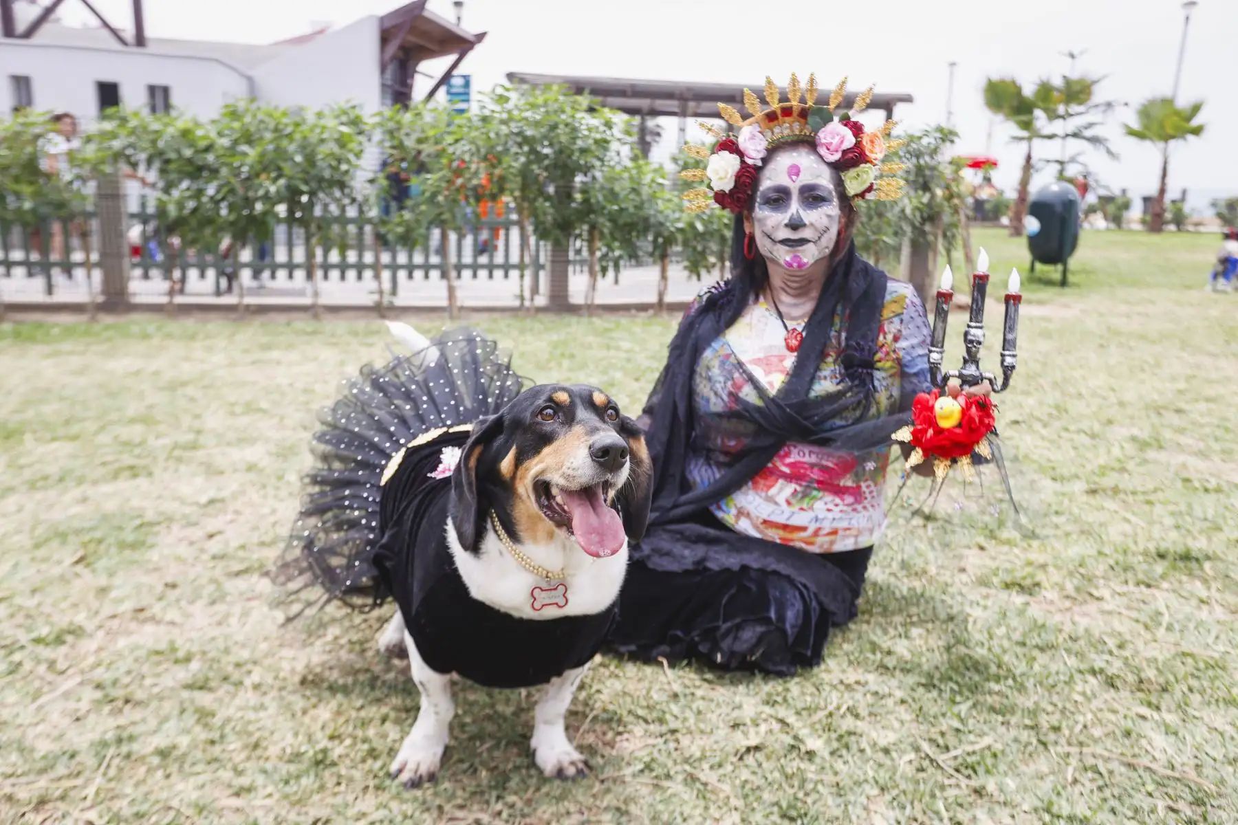 La municipalidad de Magdalena del Mar, realizó un emocionante y divertido concurso de mascotas celebrando el Halloween Canino. Se trató de un peculiar certamen en el que participaron más de 600 canes con diferentes y coloridos disfraces, de muchos  distritos de Lima Metropolitana. 
Foto: Municipalidad de Magdalena
