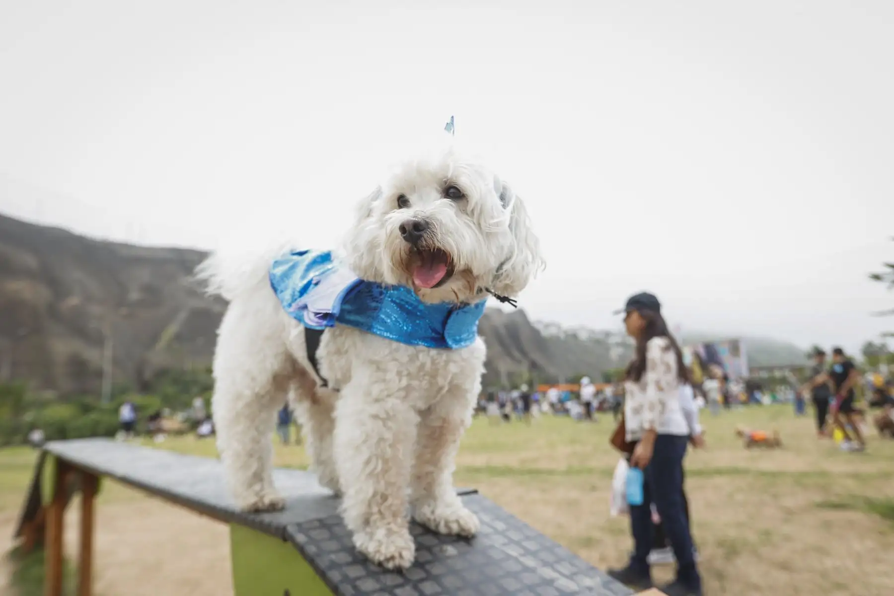 La municipalidad de Magdalena del Mar, realizó un emocionante y divertido concurso de mascotas celebrando el Halloween Canino. Se trató de un peculiar certamen en el que participaron más de 600 canes con diferentes y coloridos disfraces, de muchos  distritos de Lima Metropolitana. 
Foto: Municipalidad de Magdalena
