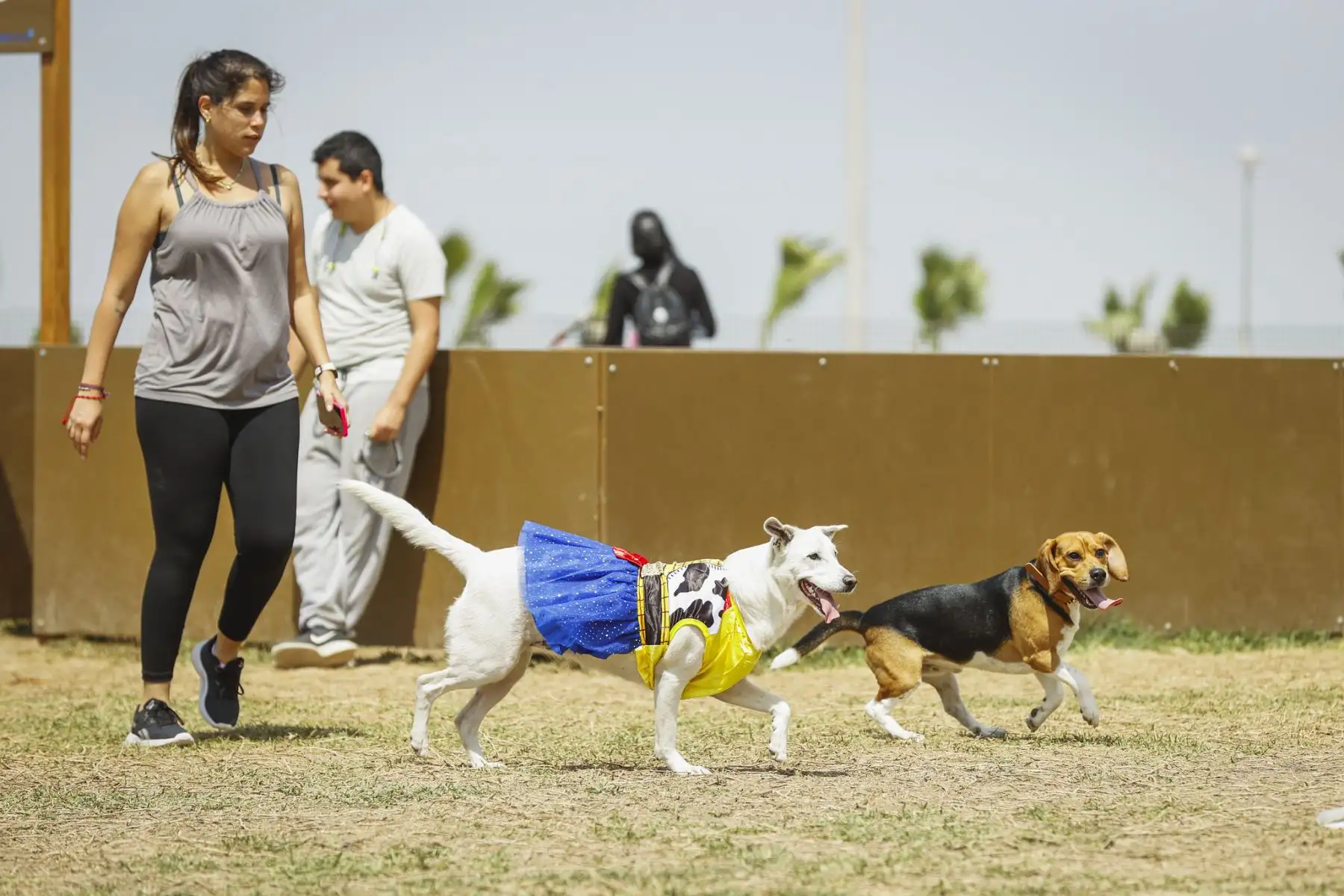 La municipalidad de Magdalena del Mar, realizó un emocionante y divertido concurso de mascotas celebrando el Halloween Canino. Se trató de un peculiar certamen en el que participaron más de 600 canes con diferentes y coloridos disfraces, de muchos  distritos de Lima Metropolitana. 
Foto: Municipalidad de Magdalena