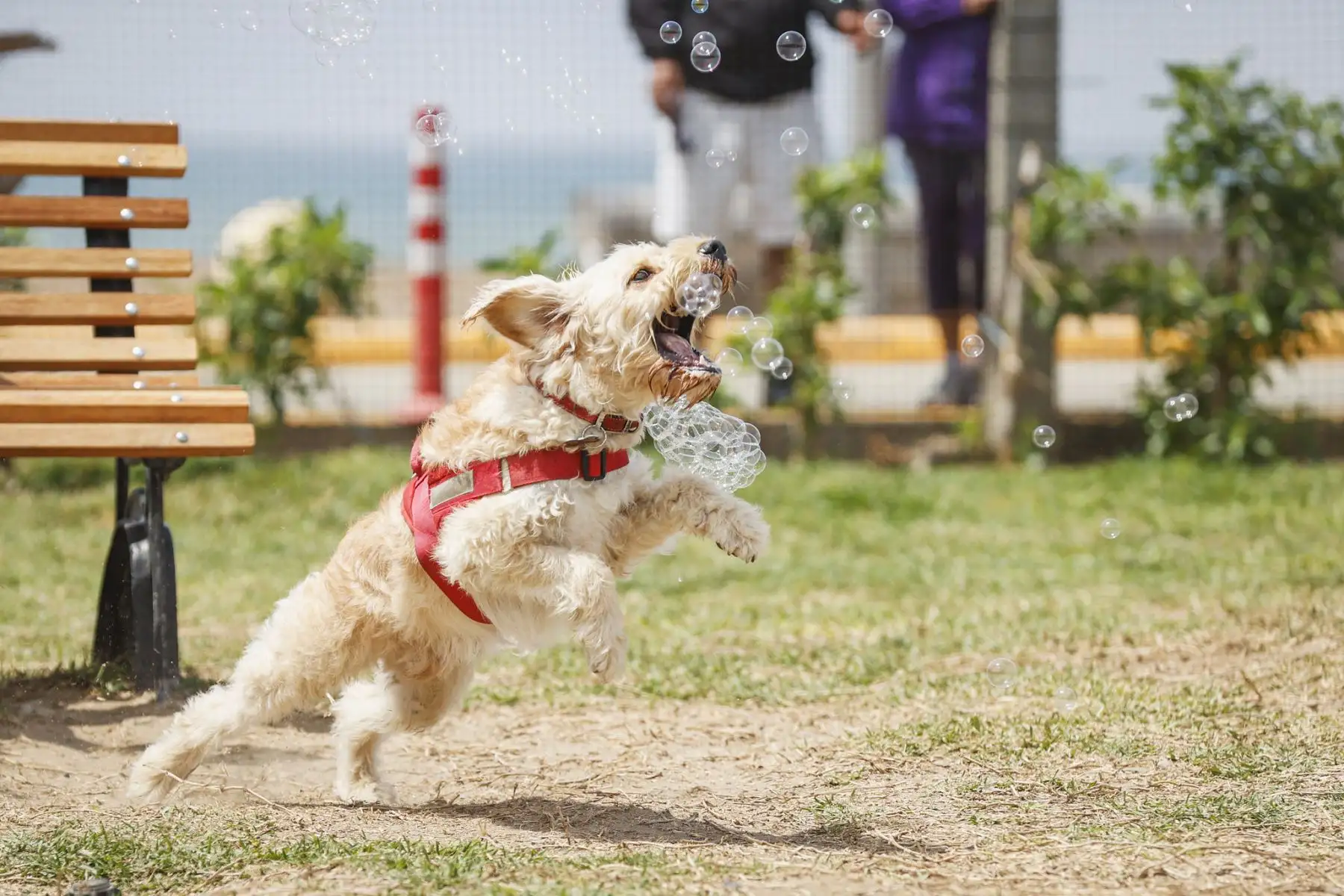 La municipalidad de Magdalena del Mar, realizó un emocionante y divertido concurso de mascotas celebrando el Halloween Canino. Se trató de un peculiar certamen en el que participaron más de 600 canes con diferentes y coloridos disfraces, de muchos  distritos de Lima Metropolitana. 
Foto: Municipalidad de Magdalena