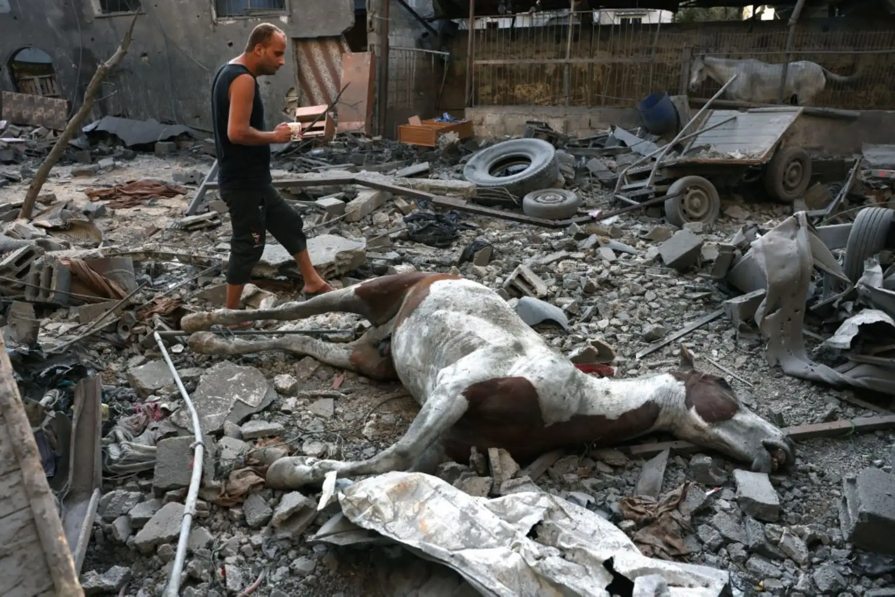 Un palestino pasa junto a un caballo muerto tras el bombardeo israelí del campo de refugiados de Nuseirat, en el centro de la Franja de Gaza. Foto: AFP