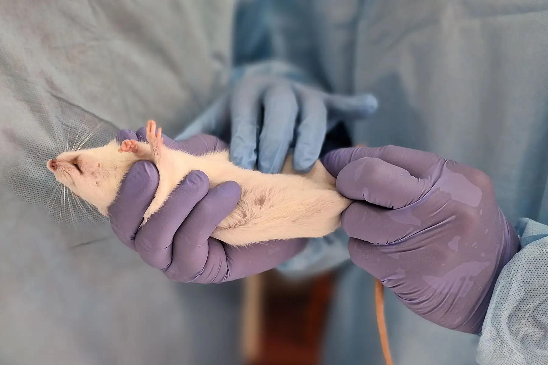 Descubren que la cáscara de camote desacelera el crecimiento de tumores cancerígenos en la mama. Pruebas realizadas en roedores evidenciaron efectos positivos.
Foto: cortesía Luis Puell