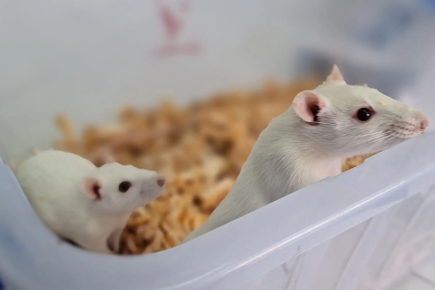 Descubren que la cáscara de camote desacelera el crecimiento de tumores cancerígenos en la mama. Pruebas realizadas en roedores evidenciaron efectos positivos.
Foto: cortesía Luis Puell