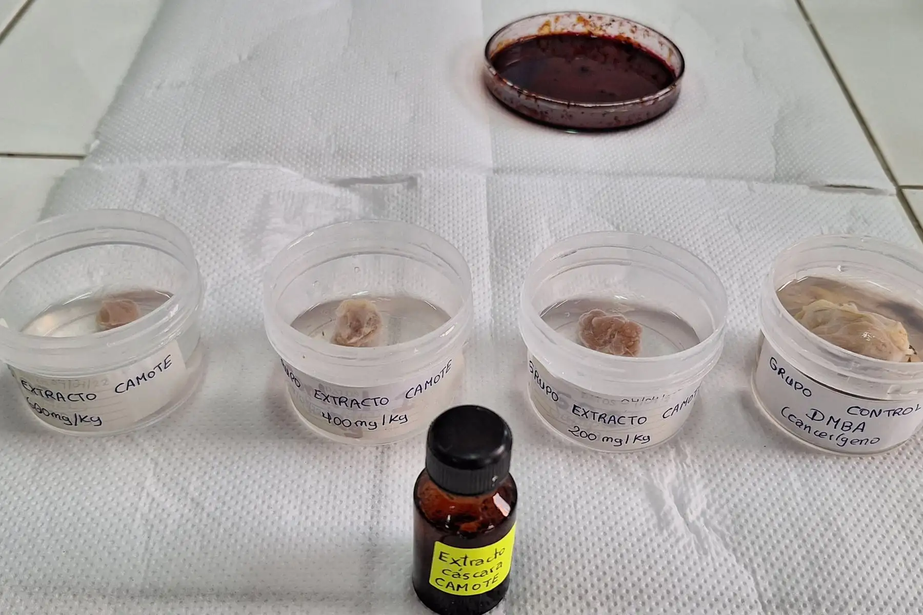 El camote, esa planta de porte rastrero y vivaz que echa raíces dulces que potencian muchos potajes icónicos de la gastronomía peruana, tiene propiedades para desacelerar el crecimiento de tumores cancerígenos en la mama.
Foto: cortesía Luis Puell