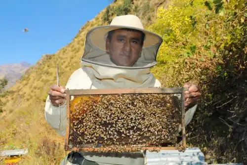 Producción de miel inició con 160 kilos y hoy bordea las tres toneladas.