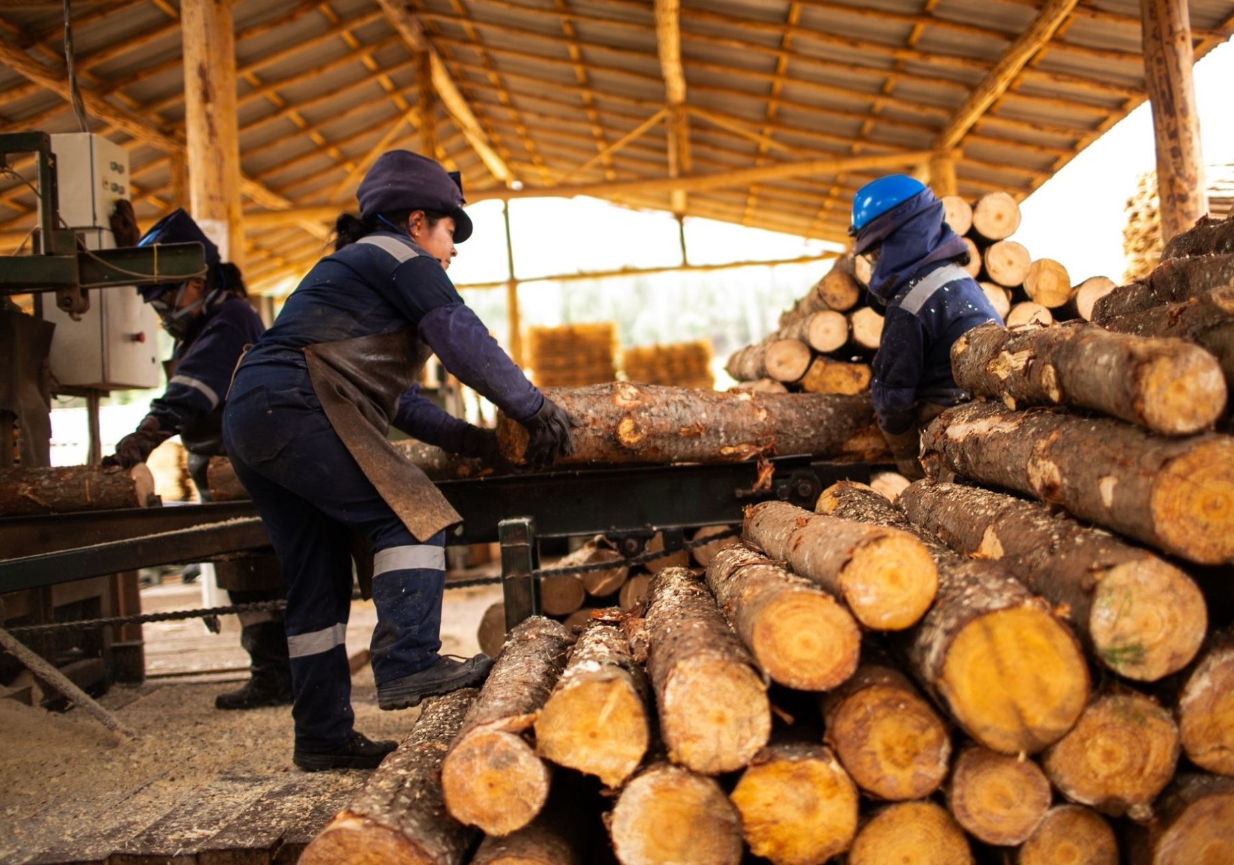 Serfor intercambia experiencias para promover plantaciones forestales maderables en la región Cajamarca.